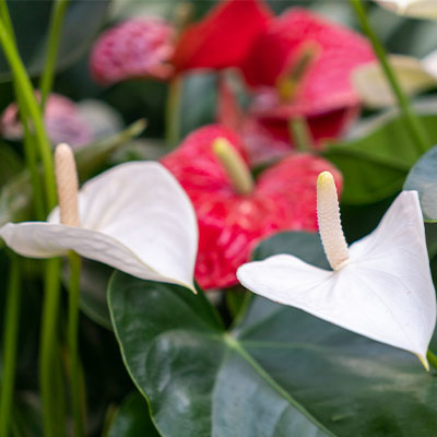 Anthurium hydrocultuur