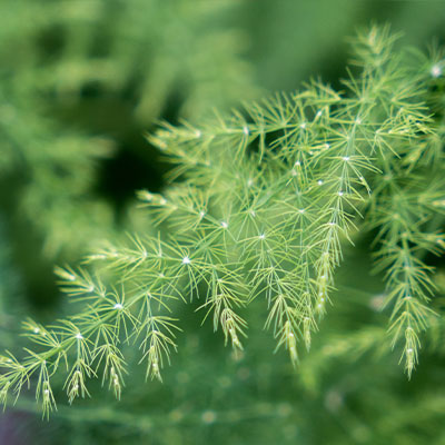 Asparagus hydrocultuur