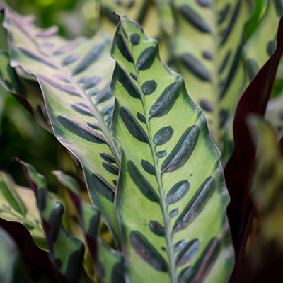 Calathea hydrocultuur