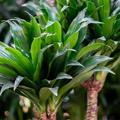 Dracaena hydrocultuur kopen