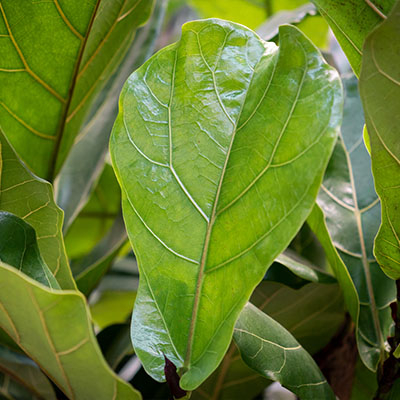 Ficus hydrocultuur kopen