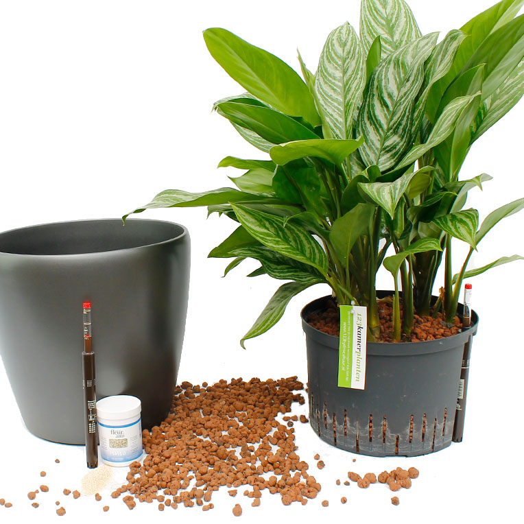 hydrocultuur planten assortiment