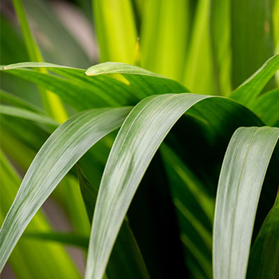 Kentia hydrocultuur kopen 