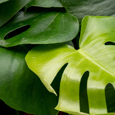 Monstera hydrocultuur kopen 