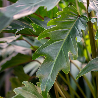 Philodendron hydrocultuur kopen