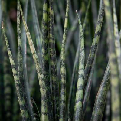 Sansevieria hydrocultuur kopen