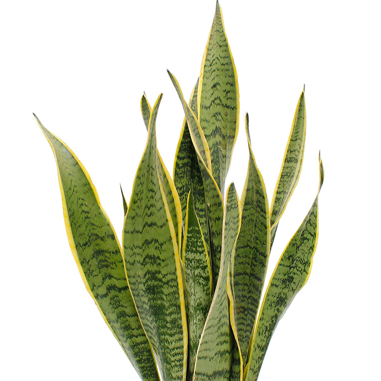 Sansevieria hydrocultuur kopen
