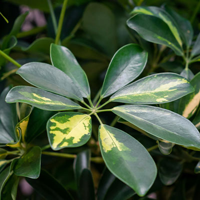 Schefflera hydrocultuur kopen