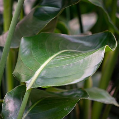 Strelitzia hydrocultuur kopen