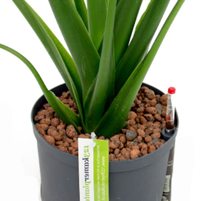 Alocasia hydrocultuur