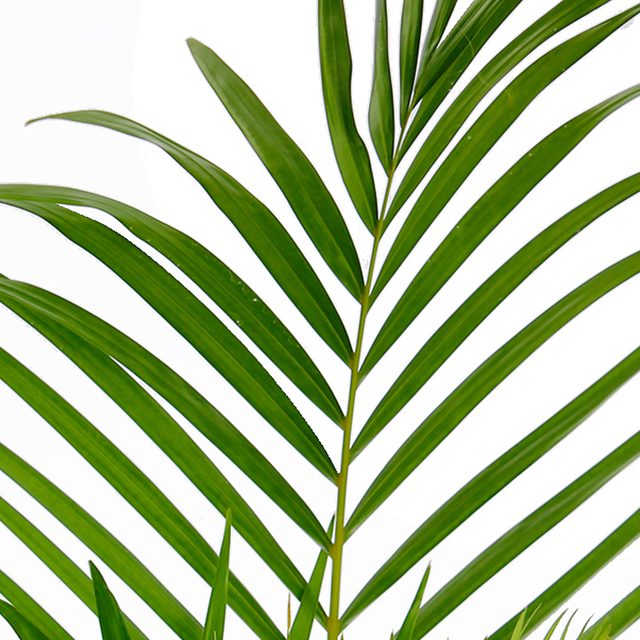 Areca hydrocultuur