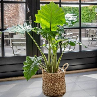 Alocasia Portadora in mand woonkamer