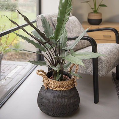Alocasia in mand woonkamer