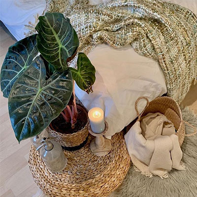 Alocasia in mand slaapkamer