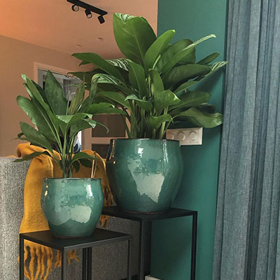 Aglaonema in pot woonkamer