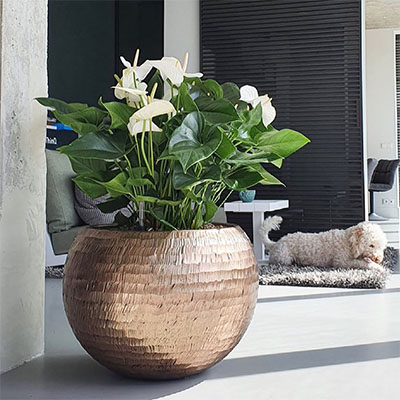 Anthurium in pot woonkamer