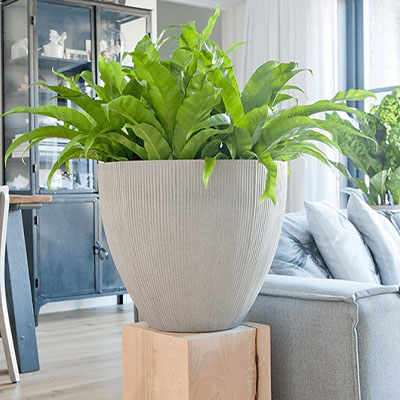 Asplenium in pot woonkamer