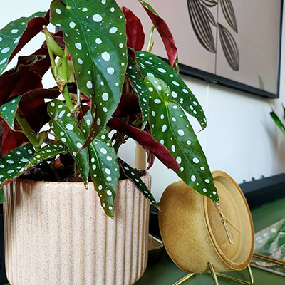 Begonia Maculata in pot woonkamer