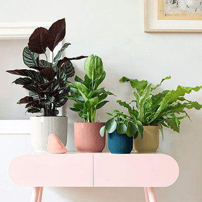 Calathea in pot woonkamer