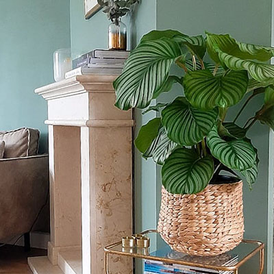 Calathea in mand in woonkamer