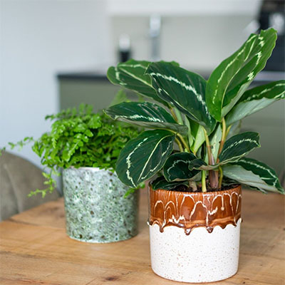 Calathea in pot woonkamer