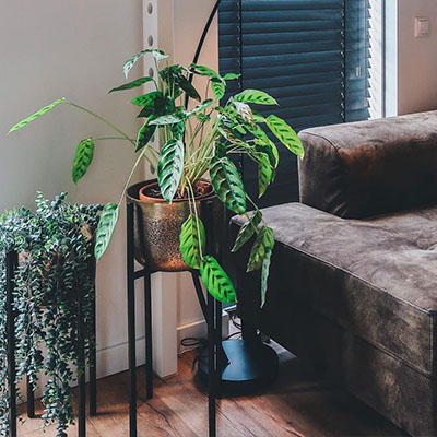 Calathea Leopardina in pot woonkamer