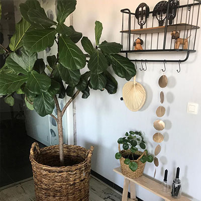 Ficus Lyrata in mand woonkamer