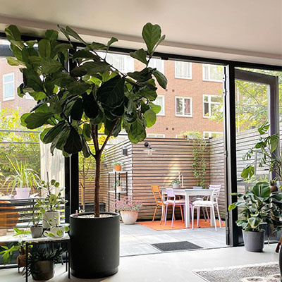 Ficus in pot woonkamer