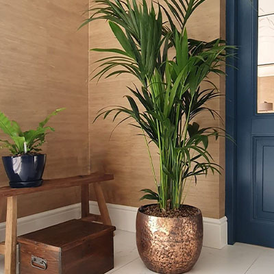 Kentia palm in pot woonkamer