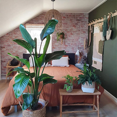 Strelitzia Nicolai in mand slaapkamer