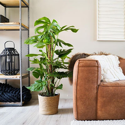 Monstera  in mand woonkamer