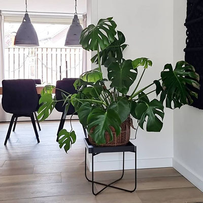 Philodendron Monstera in mand woonkamer
