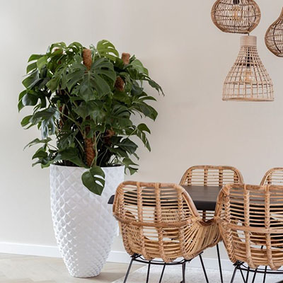 Monstera Pertusem in pot woonkamer