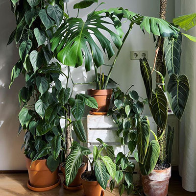 Philodendron Scandens in pot woonkamer