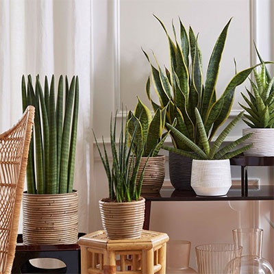 Sansevieria Fernwood in pot woonkamer