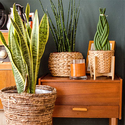 Sansevieria Laurentii in mand woonkamer