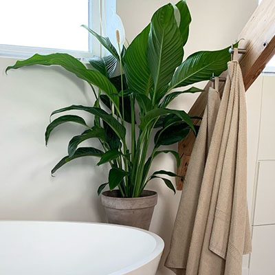 Spathiphyllum in pot badkamer