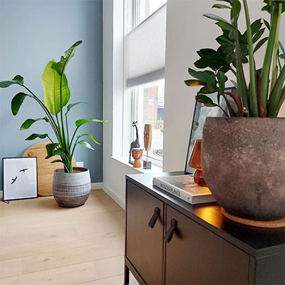 Strelitzia in pot woonkamer