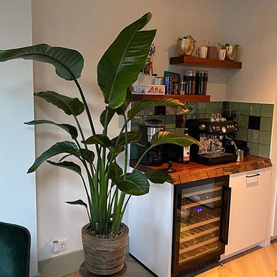 Strelitzia Nicolai in pot woonkamer