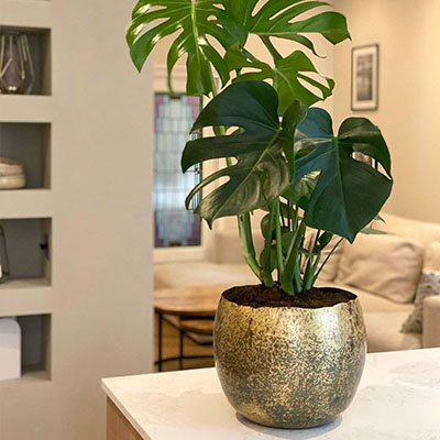 Monstera in pot woonkamer