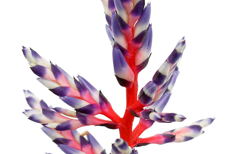 Aechmea bloem