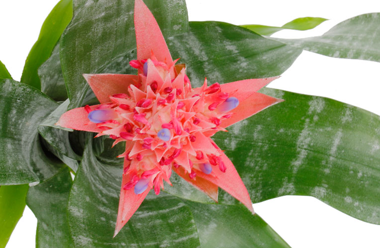 Aechmea fasciata