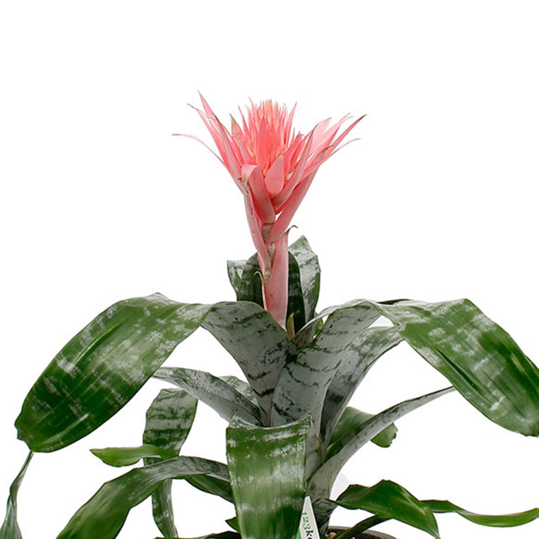 Aechmea verzorgings & informatie - 123planten.nl