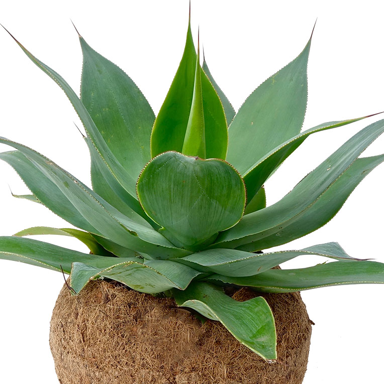 Agave succulent kopen Agave succulent kopen