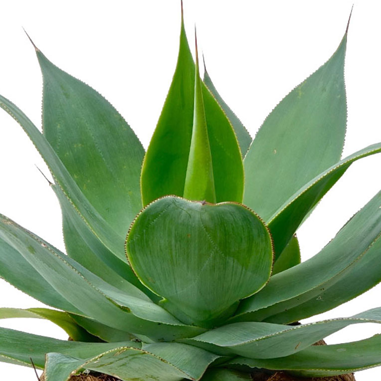 toxiciteit kwaad koper Agave (Eeuwplant) kopen? - 123planten.nl