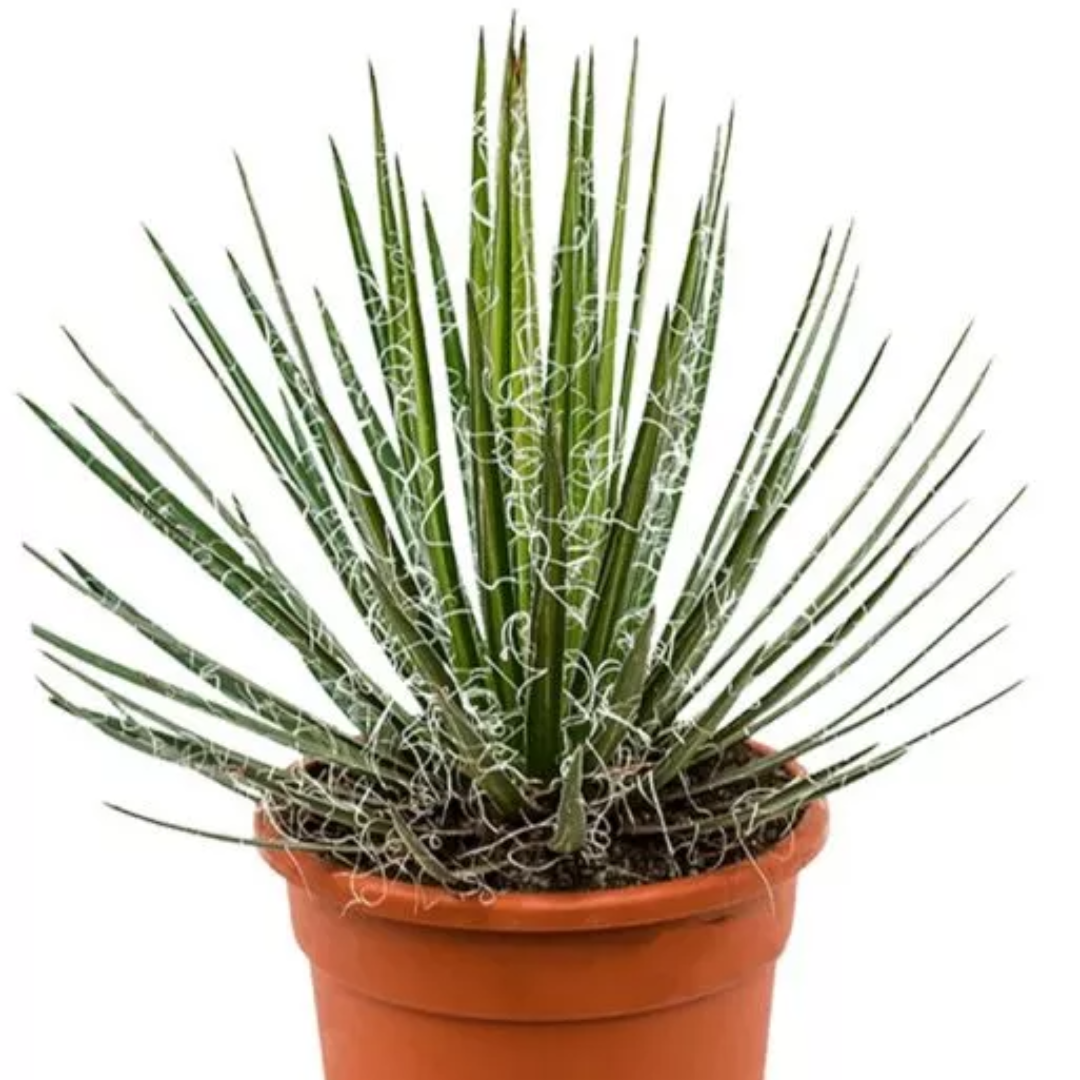 Agave filifera - Eeuwplant
