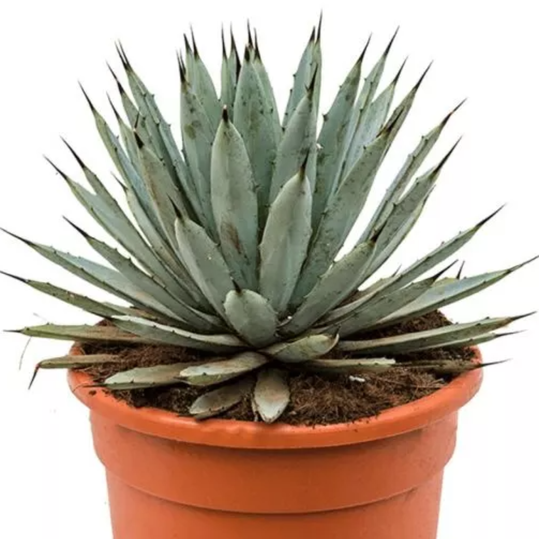 Agave macroacantha - Eeuwplant