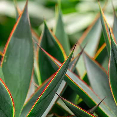 Agave succulent kopen