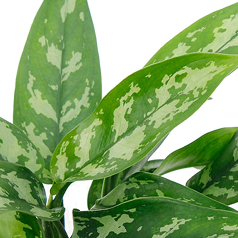 Aglaonema hydrocultuur kopen