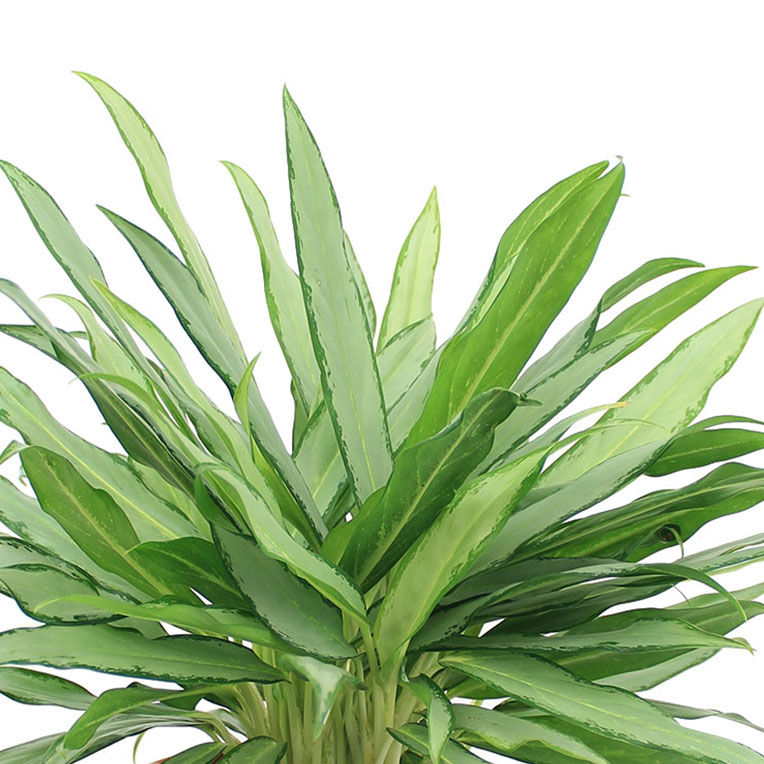 Aglaonema grond langer droog kopen Aglaonema grond langer droog kopen